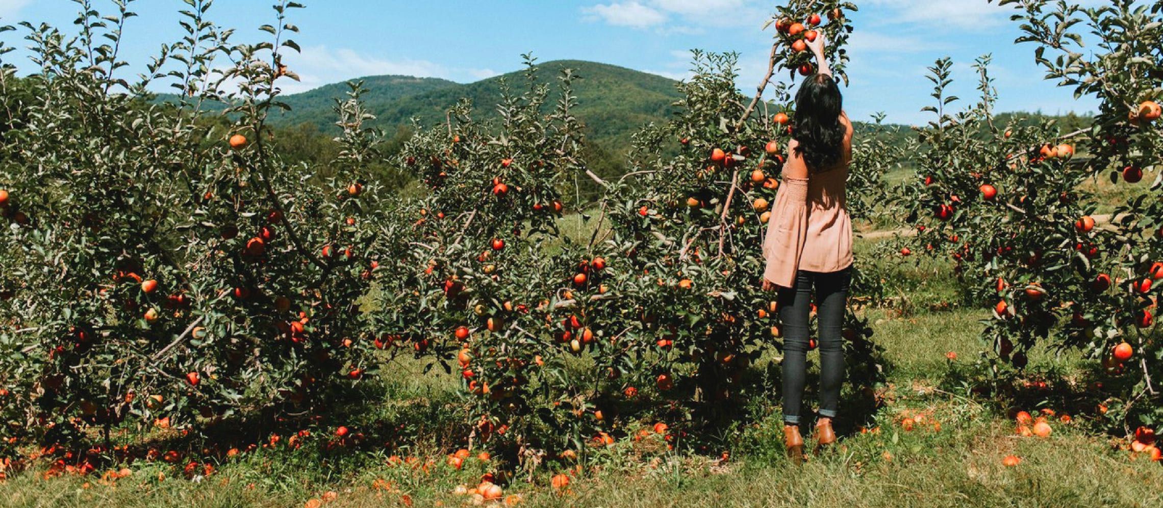 Photo for: Why Cider Deserves to be Added to the Bartenders Repertoire