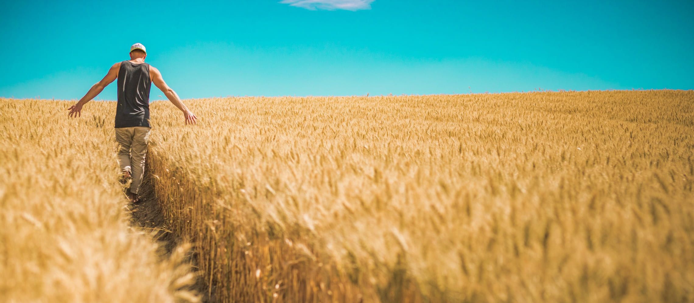 Photo for: 9 Important Grains That Affect the Flavours of Beer